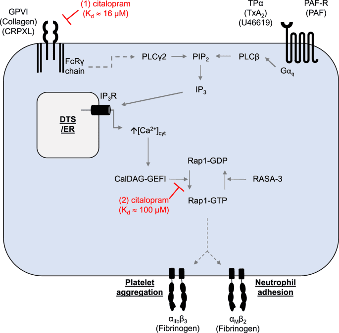 همه چیز درباره سیتالوپرام (Citalopram): کاربردها، عوارض جانبی و نکات مهم Citalopram