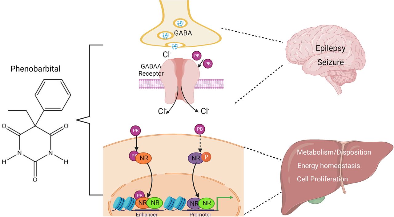 همه چیز درباره فنوباربیتال (Phenobarbital): کاربردها، عوارض جانبی و نکات مهم Phenobarbital