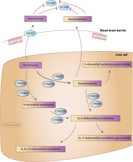 همه چیز درباره ونلافاکسین (Venlafaxine): کاربردها، عوارض جانبی و نکات مهم Venlafaxine