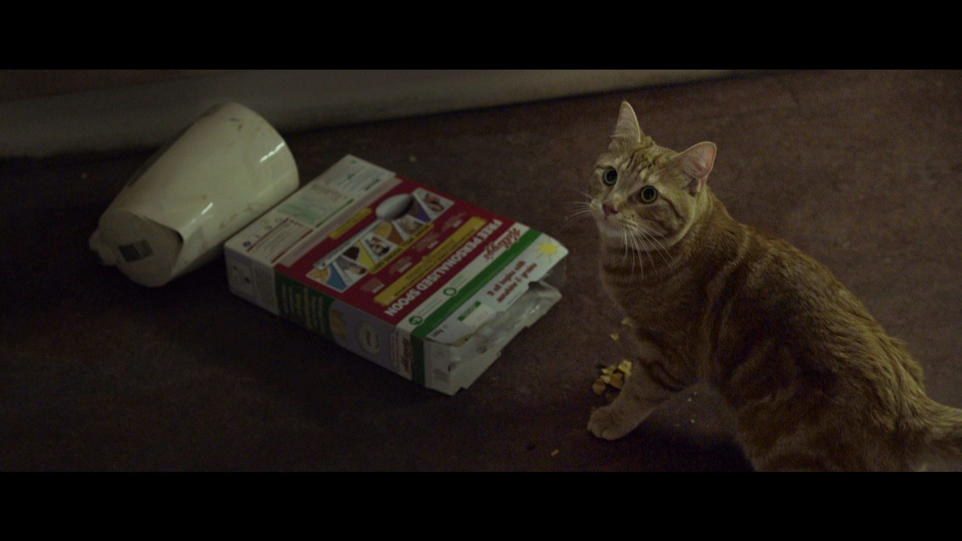 تحلیل روانشناختی گربه ای خیابانی به نام باب (A Street Cat Named Bob) Bob the Cat in A Street Cat Named Bob (2016)