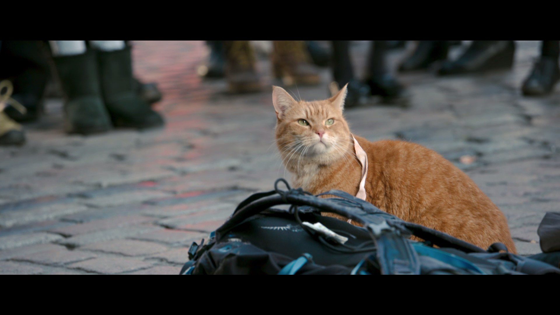 تحلیل روانشناختی گربه ای خیابانی به نام باب (A Street Cat Named Bob) Bob the Cat in A Street Cat Named Bob (2016)