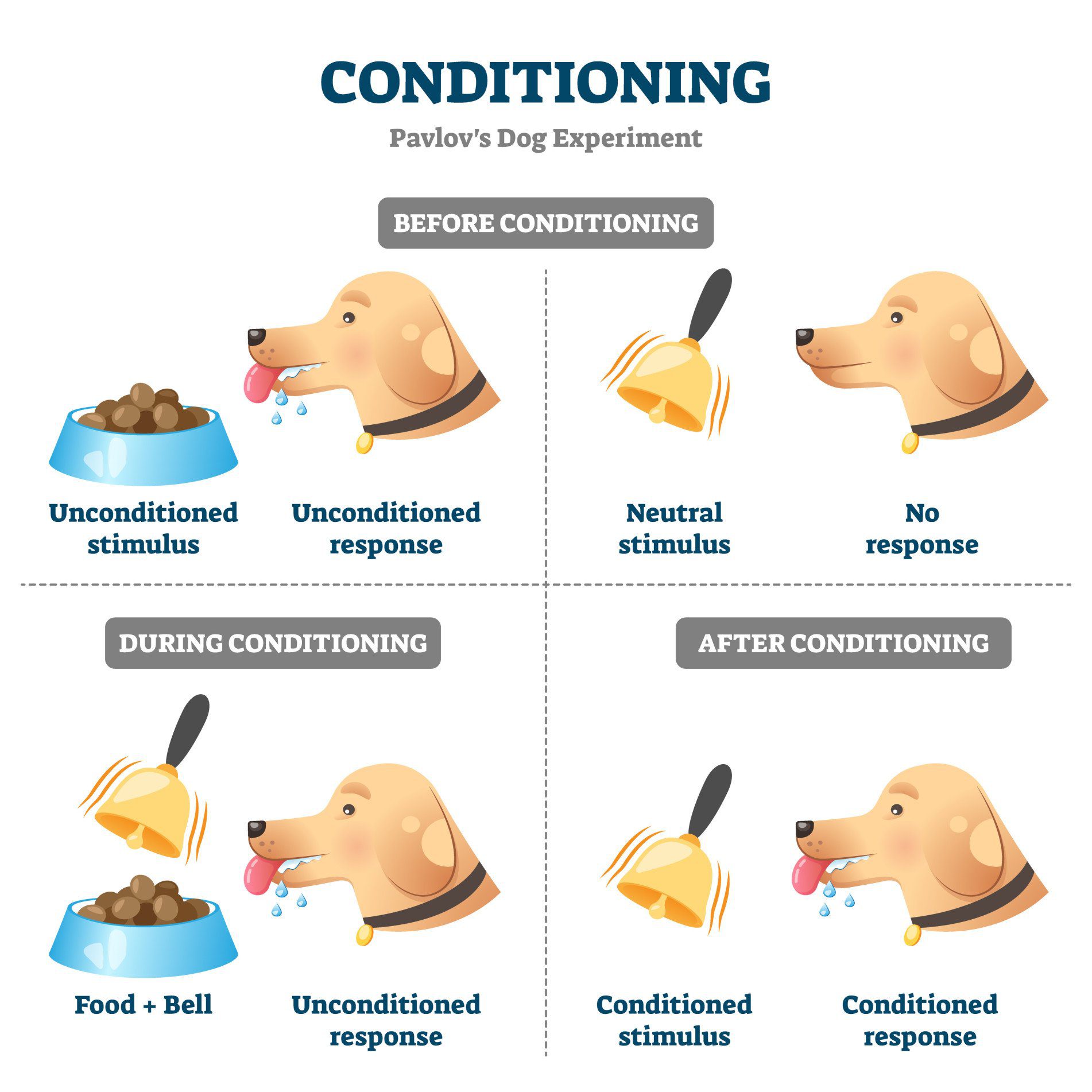 آزمایش روانشناختی شرطیسازی کلاسیک پاولوف (Pavlov's Classical Conditioning): تاثیر محرکهای محیطی بر رفتار Pavlov's Classical Conditioning