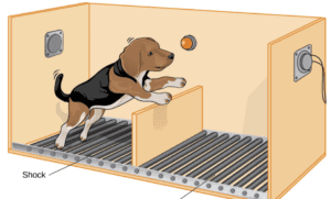 The Learned Helplessness Experiment