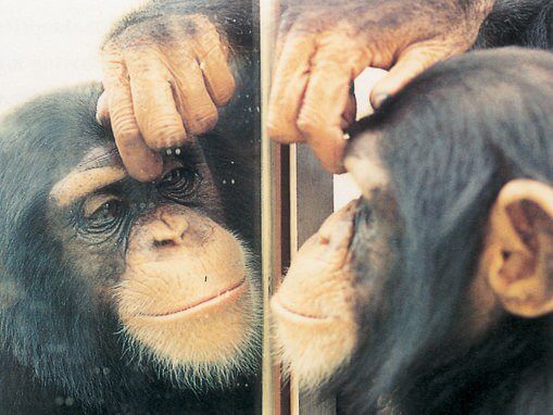 آزمایش روانشناختی آزمایش آینه برای تشخیص خود (The Mirror Test for Self-Recognition): آینهای به سوی خودآگاهی The Mirror Test for Self-Recognition
