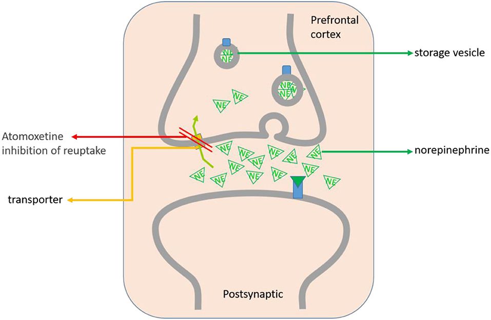 همه چیز درباره اتوموکستین (Atomoxetine): کاربردها، عوارض جانبی و نکات مهم Atomoxetine