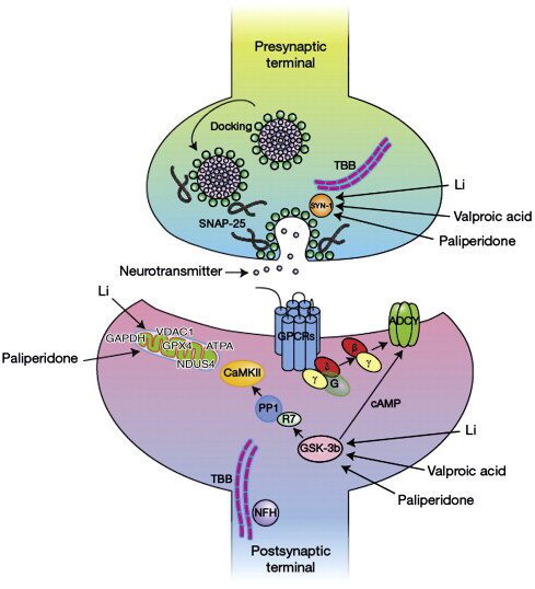 همه چیز درباره پالیپریدون (Paliperidone): کاربردها، عوارض جانبی و نکات مهم Paliperidone