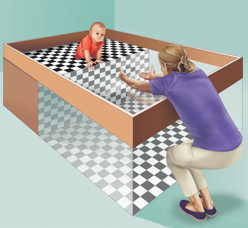 آزمایش روانشناختی پرتگاه بصری (The Visual Cliff Experiment): ترس از ارتفاع: ذاتی یا آموخته؟ آزمایش روانشناختی پرتگاه بصری (The Visual Cliff Experiment): ترس از ارتفاع: ذاتی یا آموخته؟