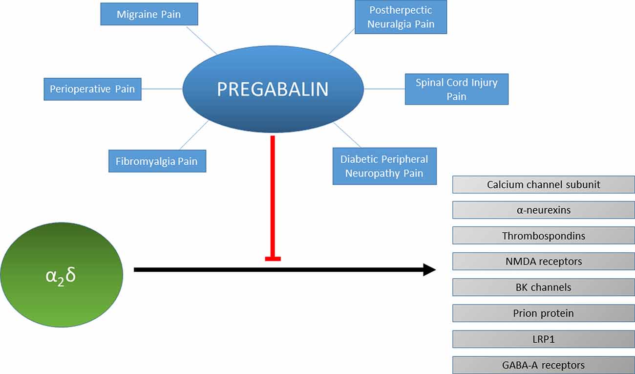 Pregabalin