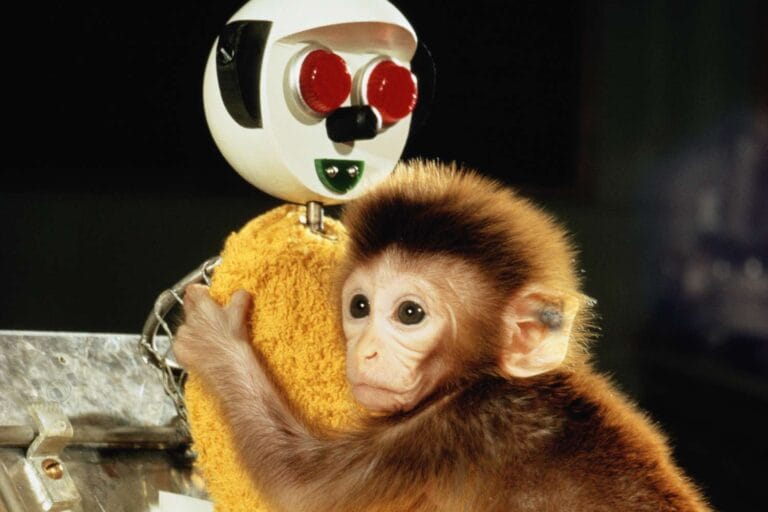 Harlow's Monkey Experiment