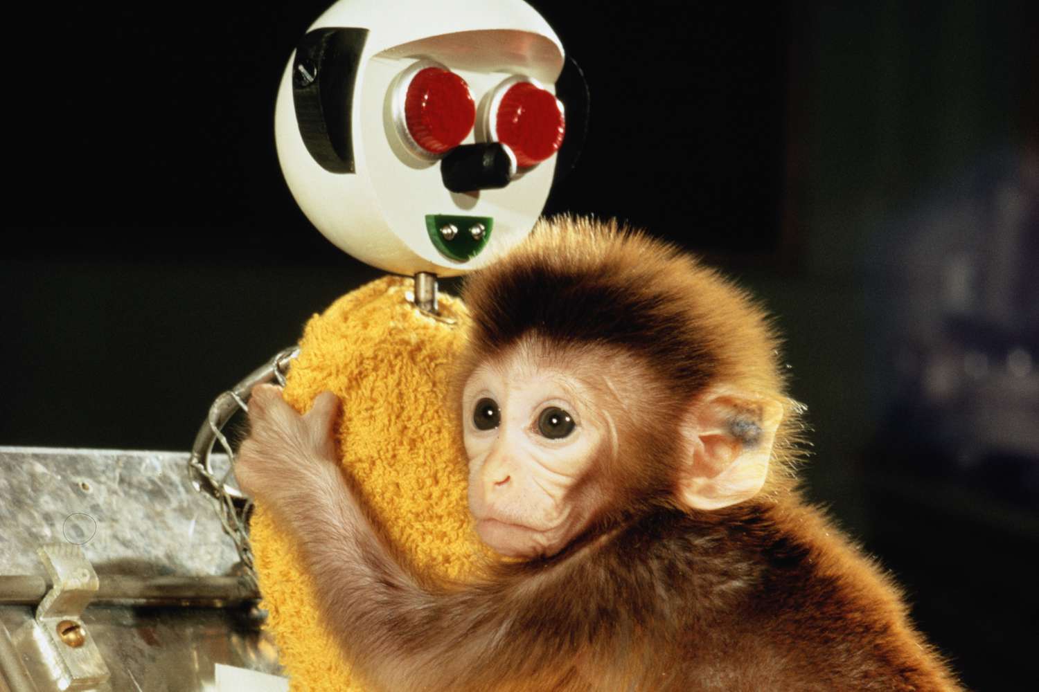روانشناسی، فرهنگ و تاریخ اندیشه Harlow's Monkey Experiment
