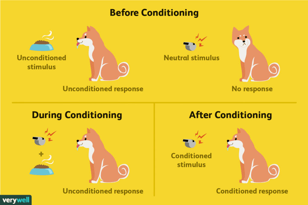 Pavlov's Classical Conditioning