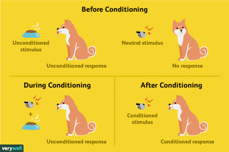 Pavlov's Classical Conditioning