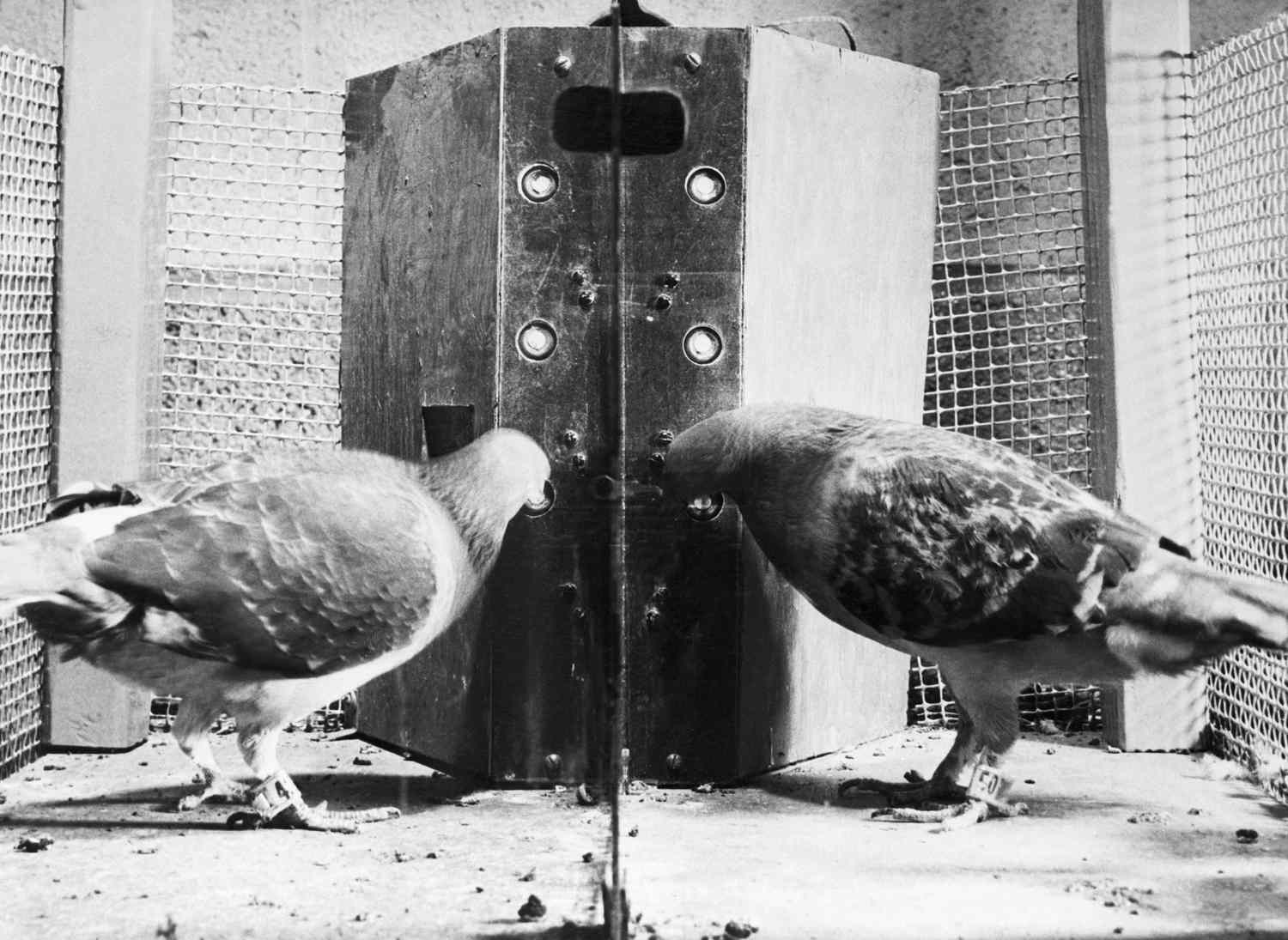Skinner's Operant Conditioning Chamber (Box)
