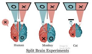 The Split-Brain Experiment