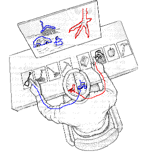 The Split-Brain Experiment