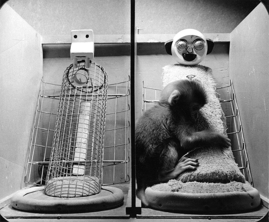 آزمایش روانشناختی میمون‌های هارلو (Harlow's Monkey Experiment): اهمیت محبت و تماس در رشد روانی