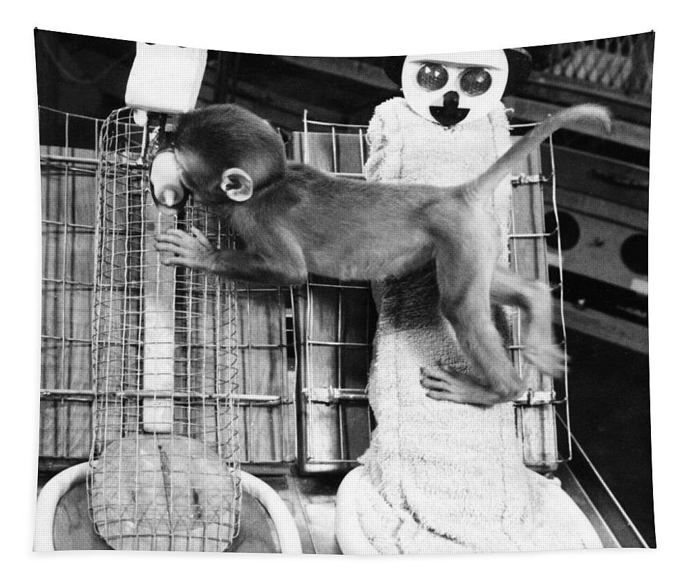 آزمایش روانشناختی میمون‌های هارلو (Harlow's Monkey Experiment): اهمیت محبت و تماس در رشد روانی