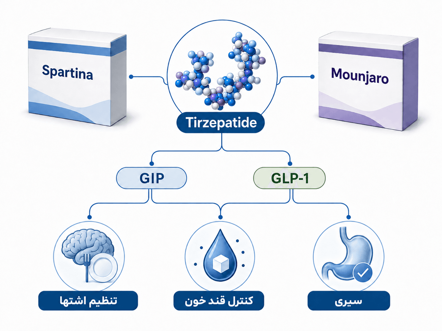 اسپارتینا و سلامت روان؛ اثر تیرزپاتاید بر ذهن، غذا و خلق ارتباط اسپارتینا، مانجارو و تیرزپاتاید و نقش گیرندههای GIP و GLP-1 در اشتها و قند خون