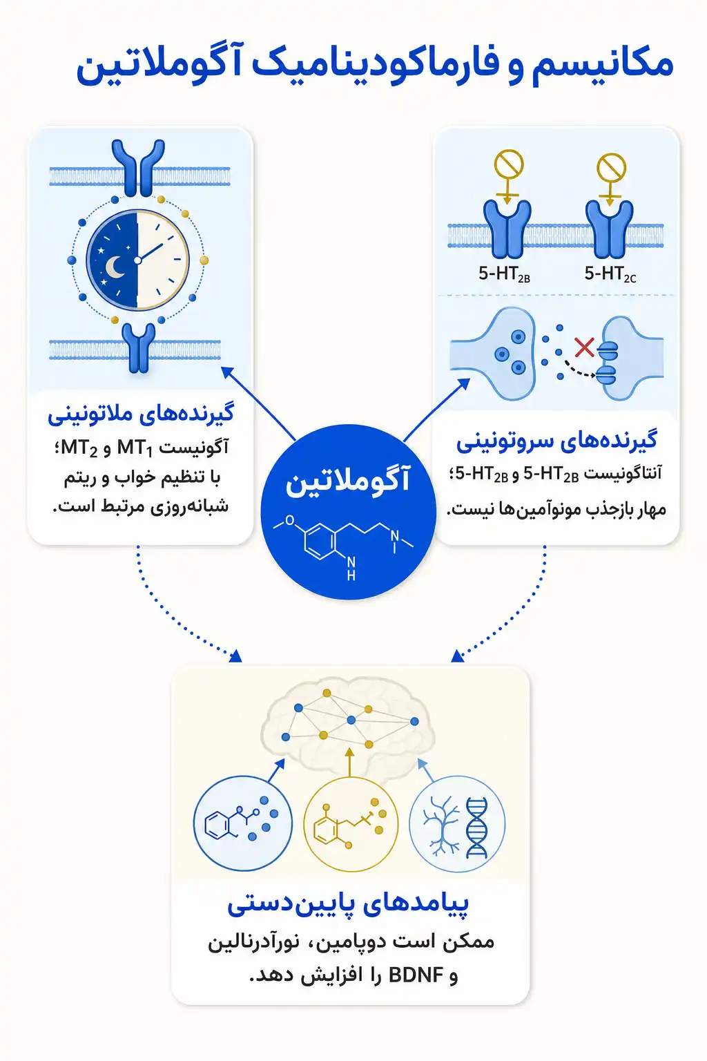 اینفوگرافیک مکانیسم اثر و فارماکودینامیکآگوملاتین