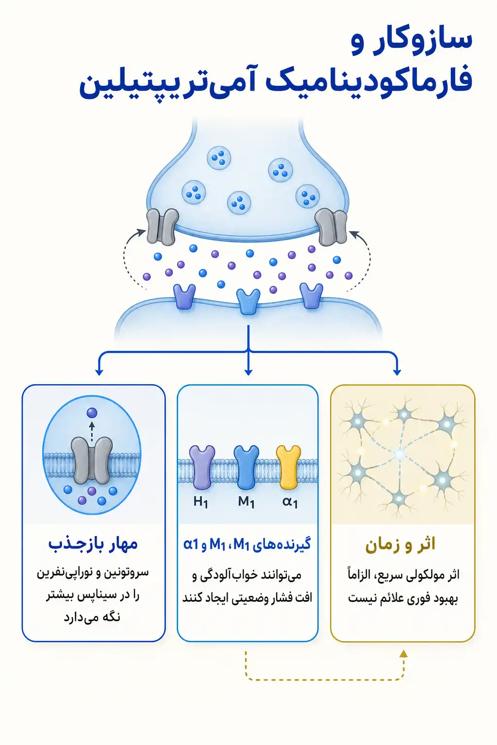 اینفوگرافیک مکانیسم اثر و فارماکودینامیکآمی‌تریپتیلین
