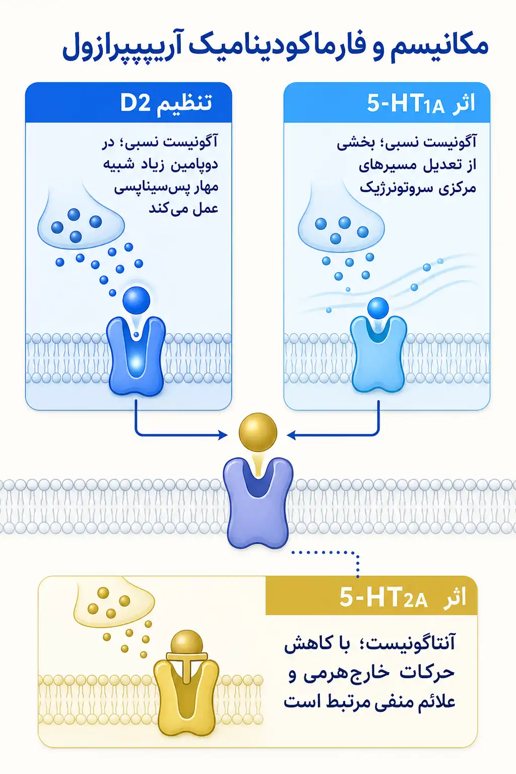 اینفوگرافیک مکانیسم اثر و فارماکودینامیکآریپیپرازول