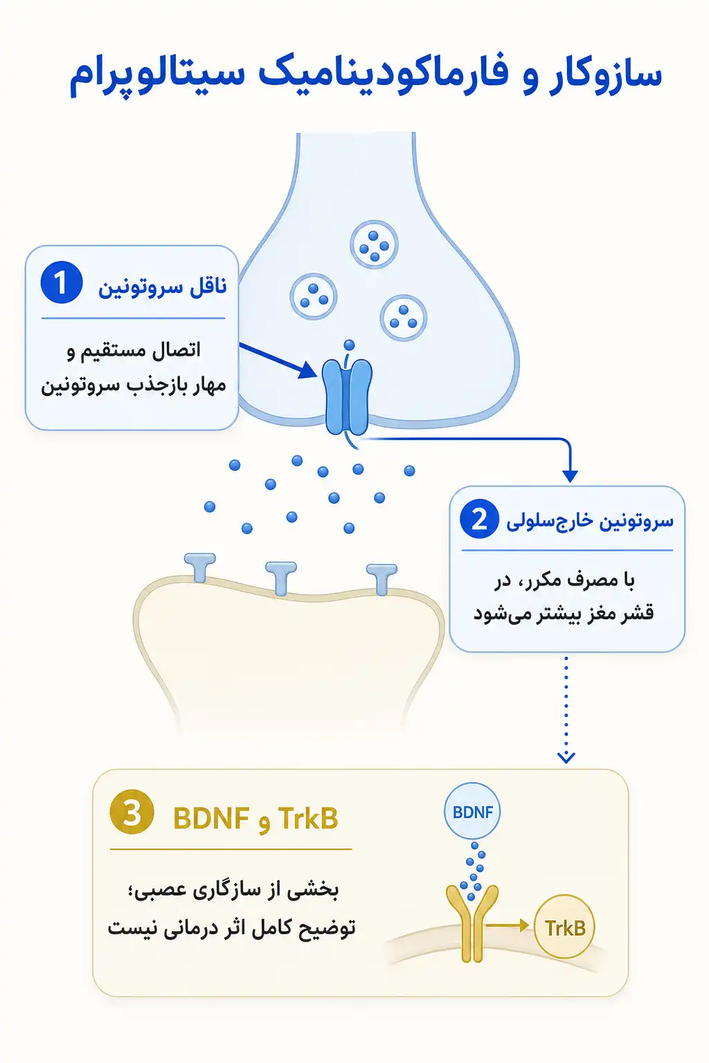 اینفوگرافیک مکانیسم اثر و فارماکودینامیکسیتالوپرام