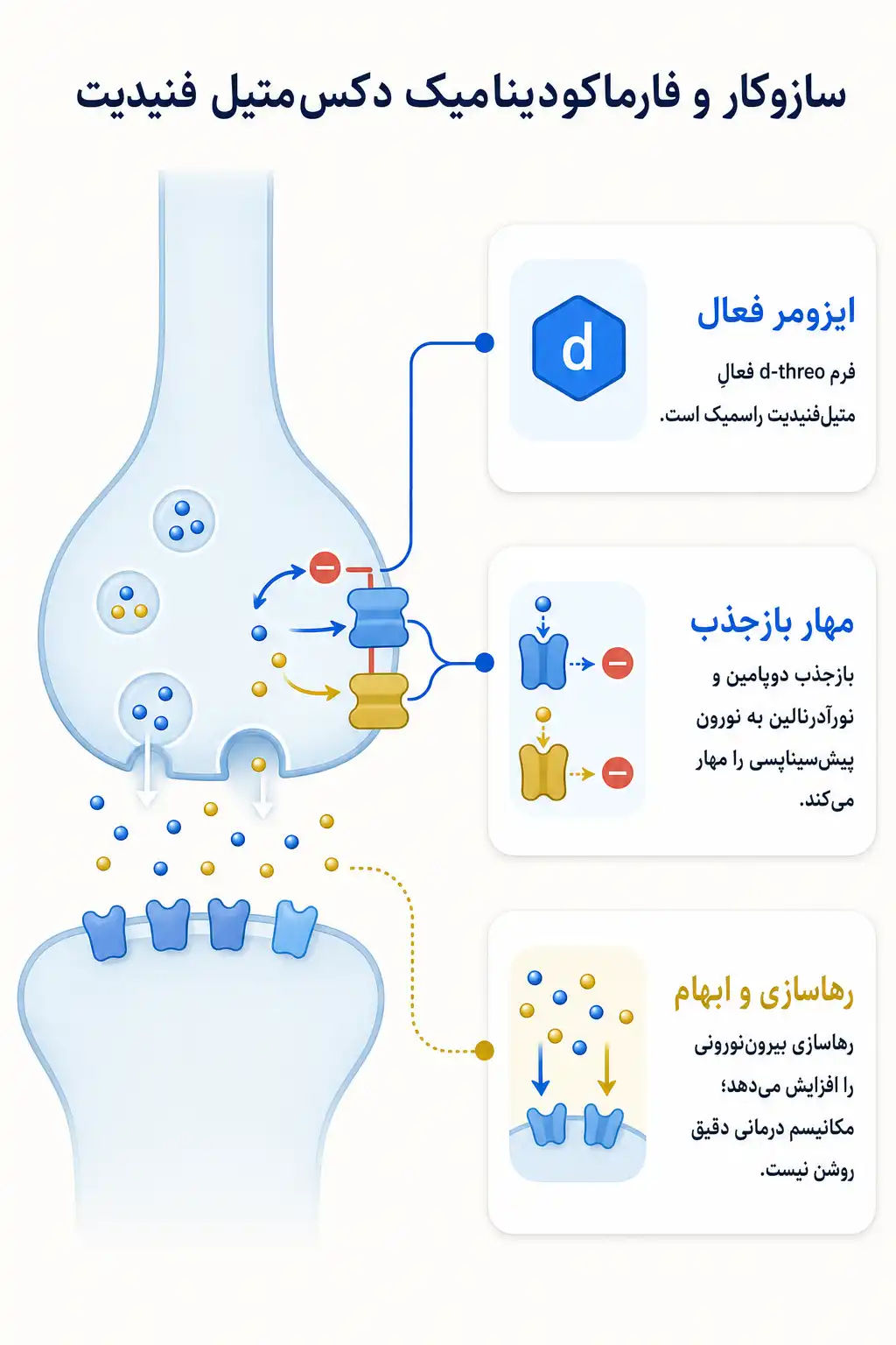اینفوگرافیک مکانیسم اثر و فارماکودینامیکدکس‌ متیل‌ فنیدیت