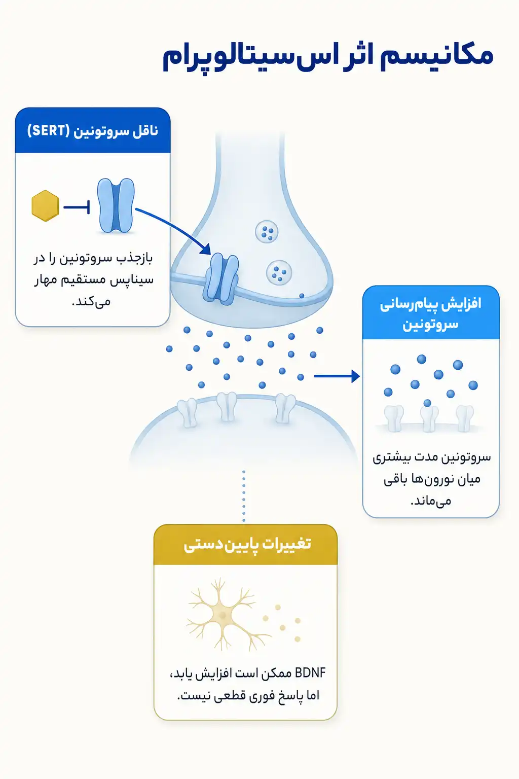 اینفوگرافیک مکانیسم اثر و فارماکودینامیکاس‌سیتالوپرام