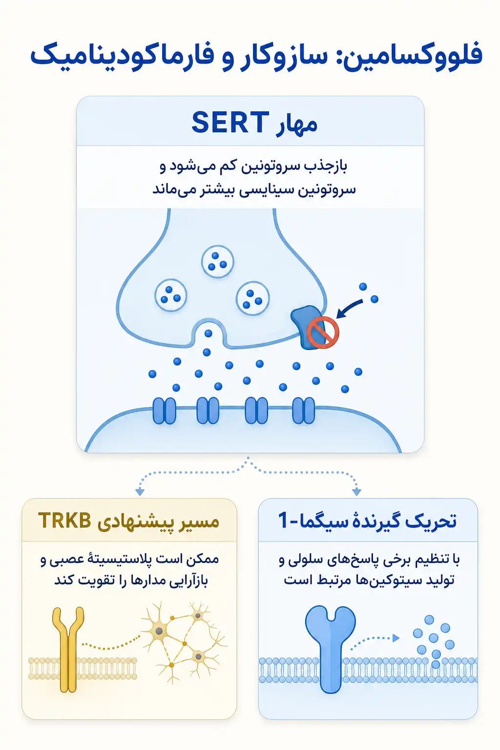 اینفوگرافیک مکانیسم اثر و فارماکودینامیکفلووکسامین