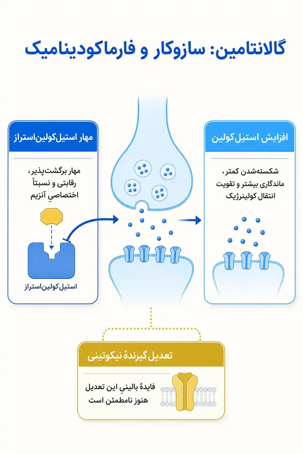 اینفوگرافیک مکانیسم اثر و فارماکودینامیکگالانتامین