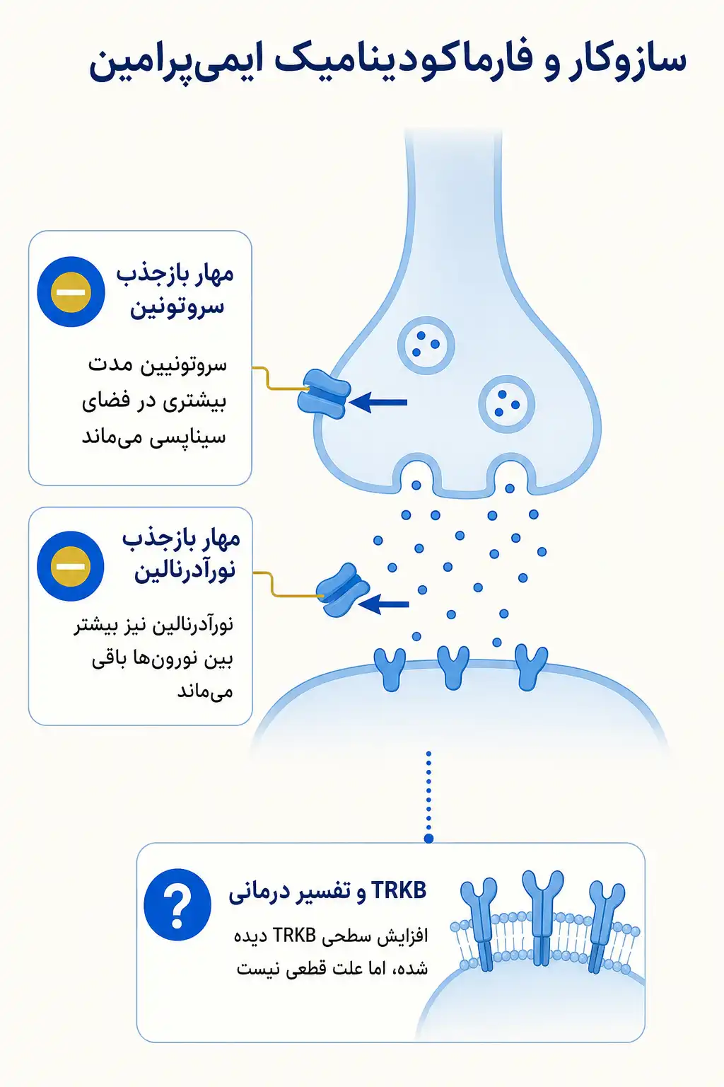 اینفوگرافیک مکانیسم اثر و فارماکودینامیکایمی‌پرامین