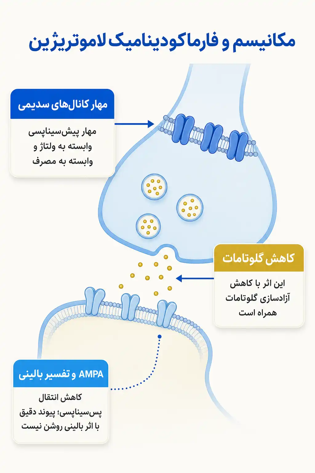 اینفوگرافیک مکانیسم اثر و فارماکودینامیکلاموتریژین