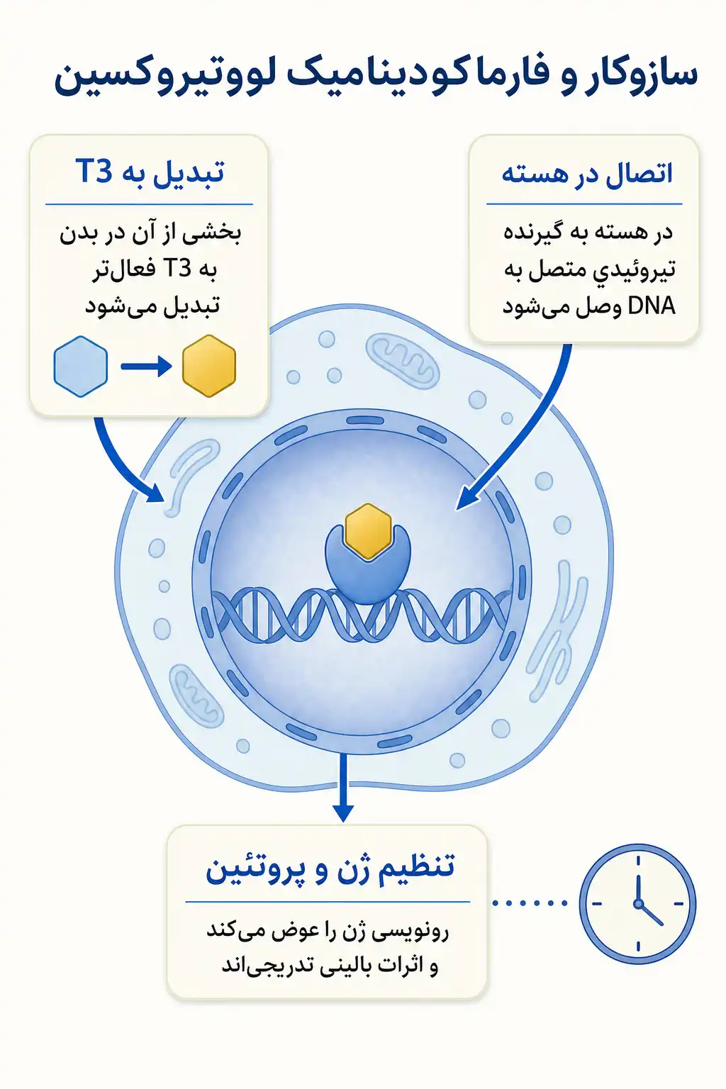اینفوگرافیک مکانیسم اثر و فارماکودینامیکلووتیروکسین