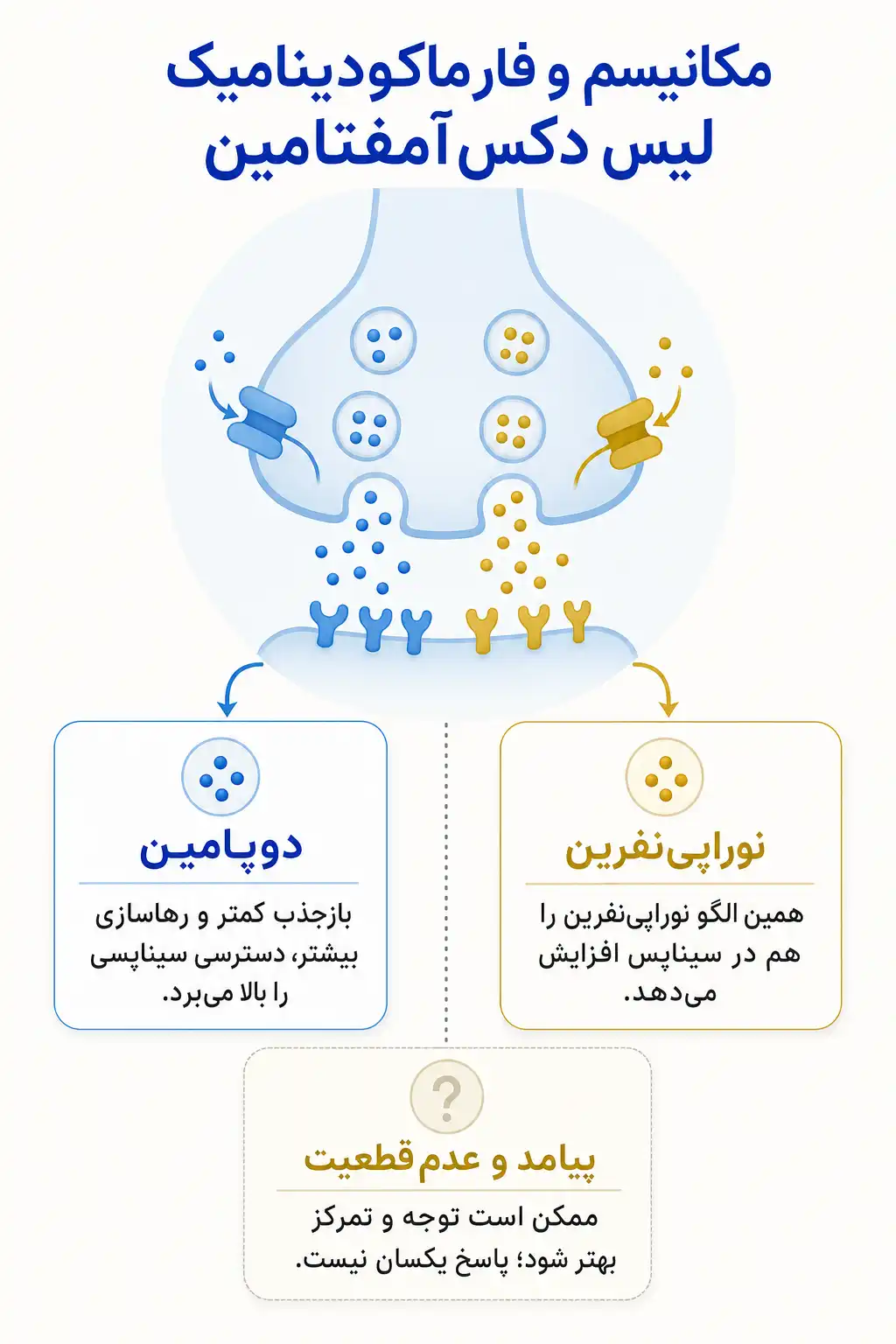اینفوگرافیک مکانیسم اثر و فارماکودینامیکلیس دکس‌ آمفتامین