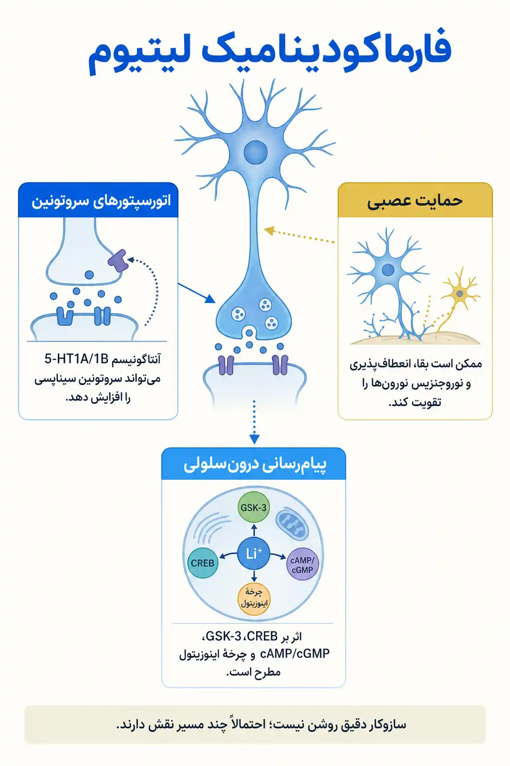 اینفوگرافیک مکانیسم اثر و فارماکودینامیکلیتیوم