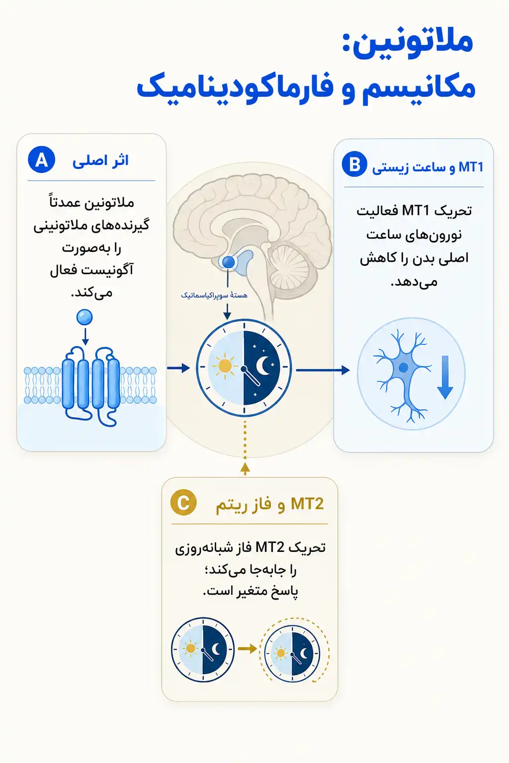 اینفوگرافیک مکانیسم اثر و فارماکودینامیکملاتونین