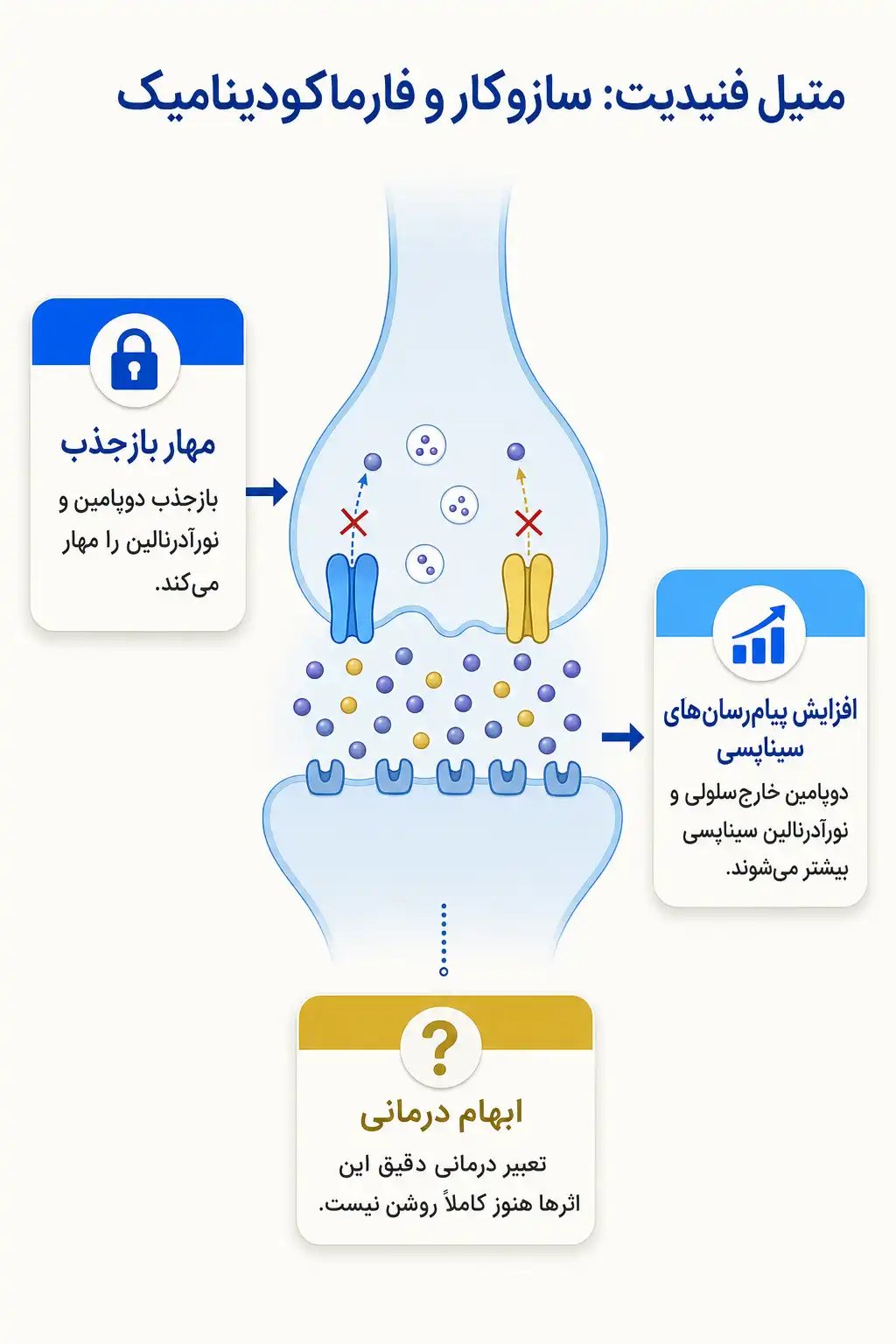 اینفوگرافیک مکانیسم اثر و فارماکودینامیکمتیل‌ فنیدیت