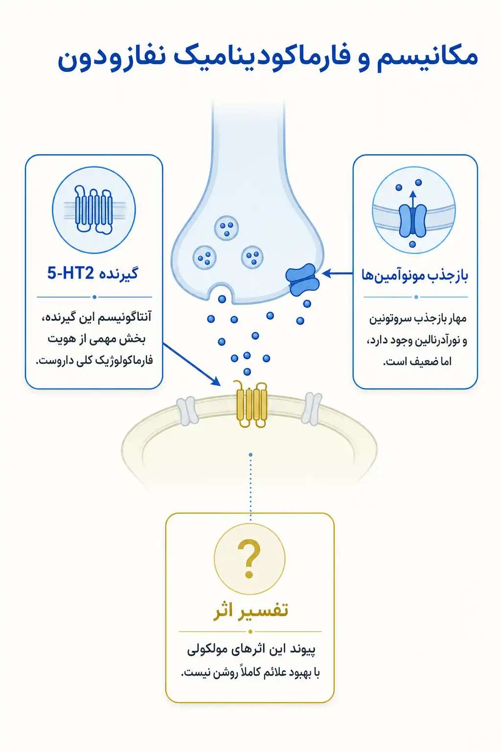 اینفوگرافیک مکانیسم اثر و فارماکودینامیکنفازودون