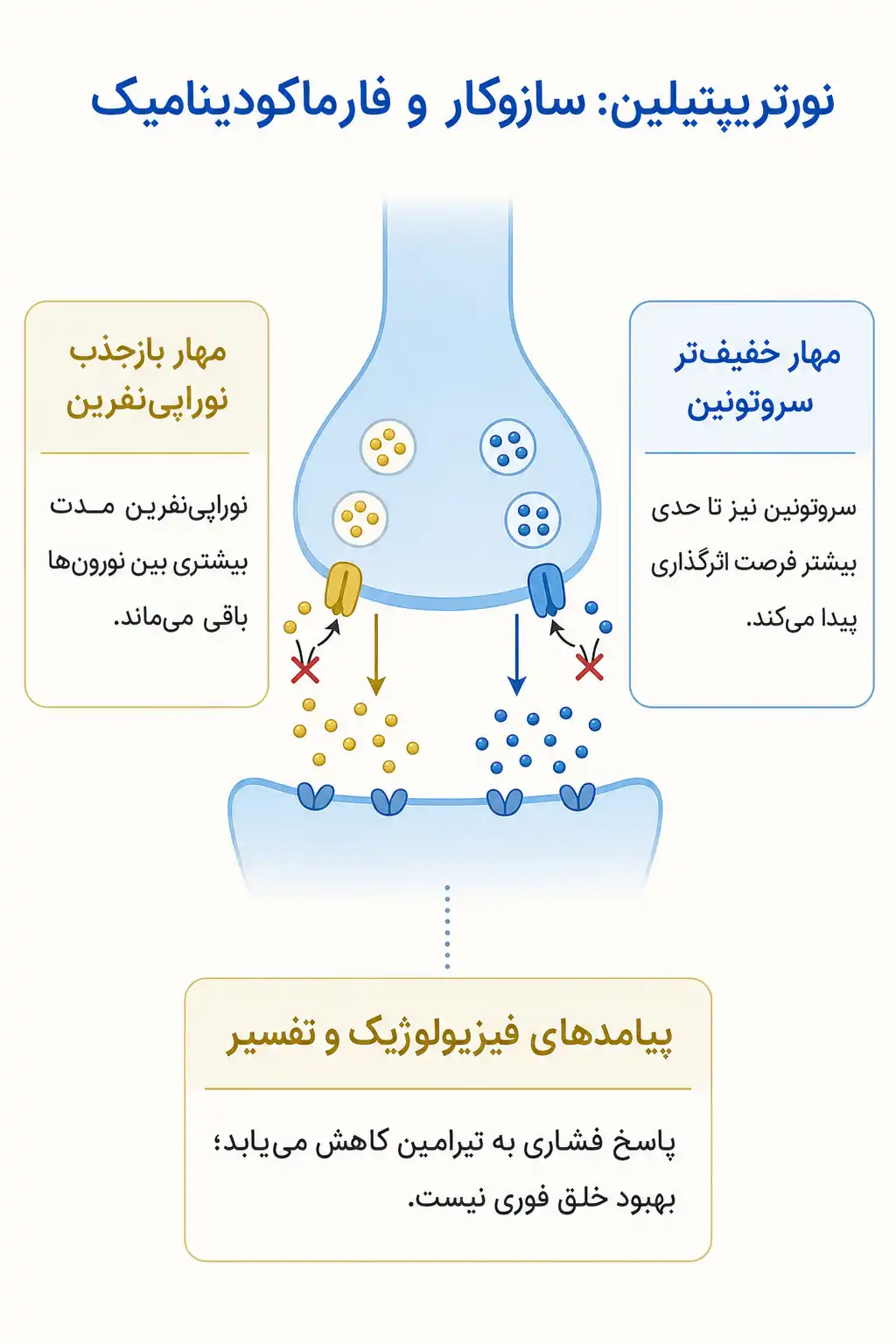 نورتریپتیلین چیست؟ کاربردها، نحوه مصرف، عوارض و نکات مهم درمان اینفوگرافیک مکانیسم اثر و فارماکودینامیکنورتریپتیلین