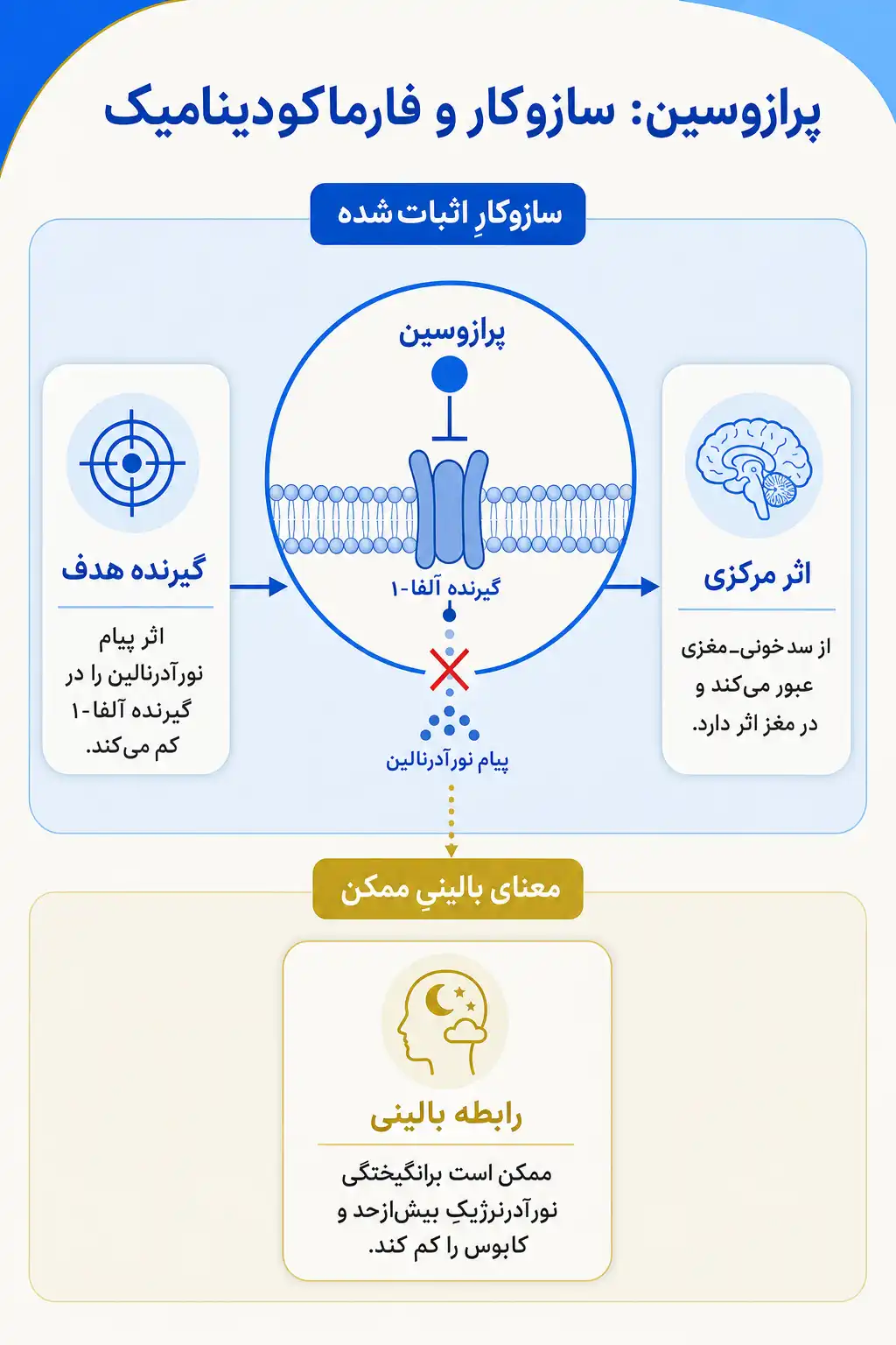 اینفوگرافیک مکانیسم اثر و فارماکودینامیکپرازوسین