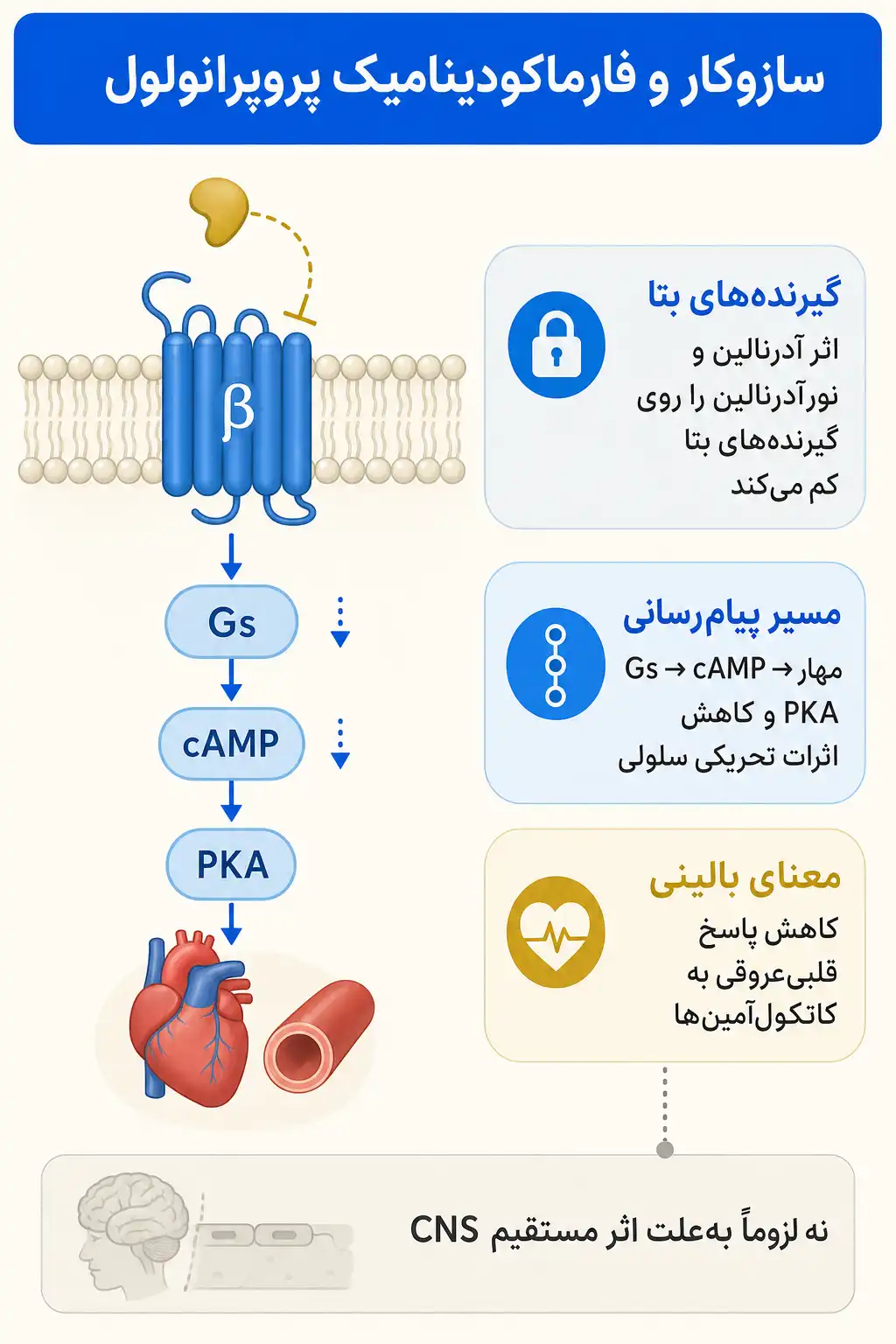 اینفوگرافیک مکانیسم اثر و فارماکودینامیکپروپرانولول