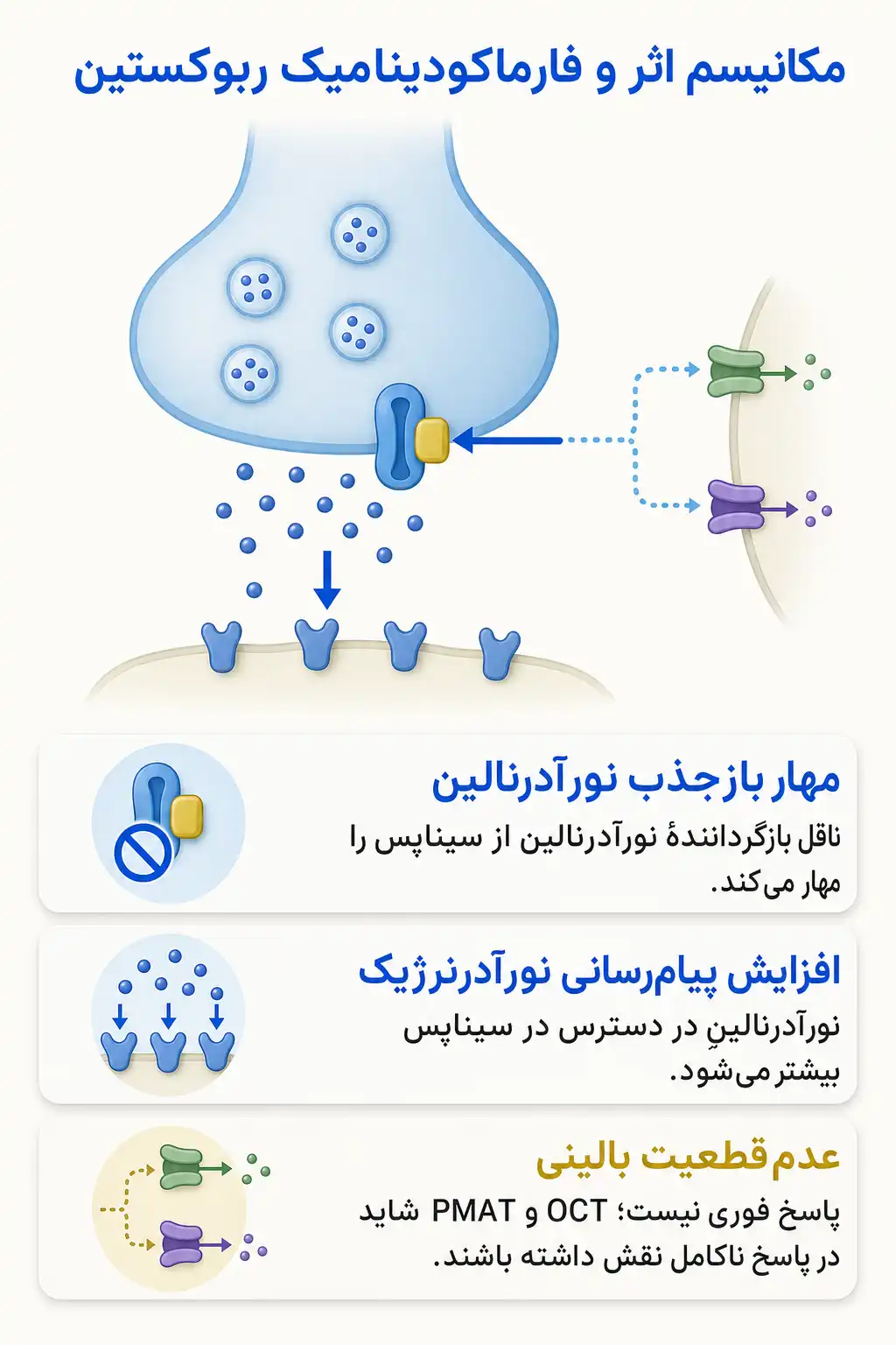 اینفوگرافیک مکانیسم اثر و فارماکودینامیکربوکستین
