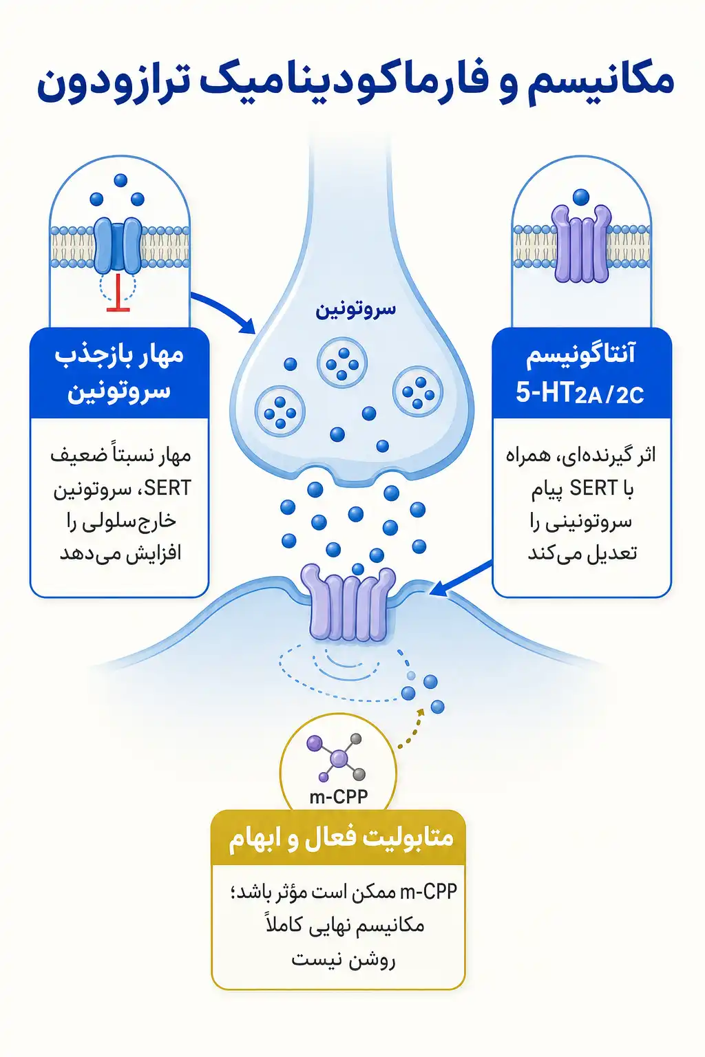 اینفوگرافیک مکانیسم اثر و فارماکودینامیکترازودون