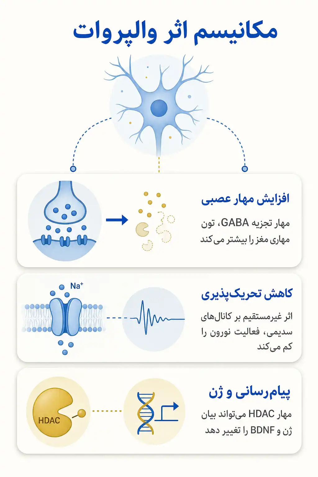 اینفوگرافیک مکانیسم اثر و فارماکودینامیکوالپروات