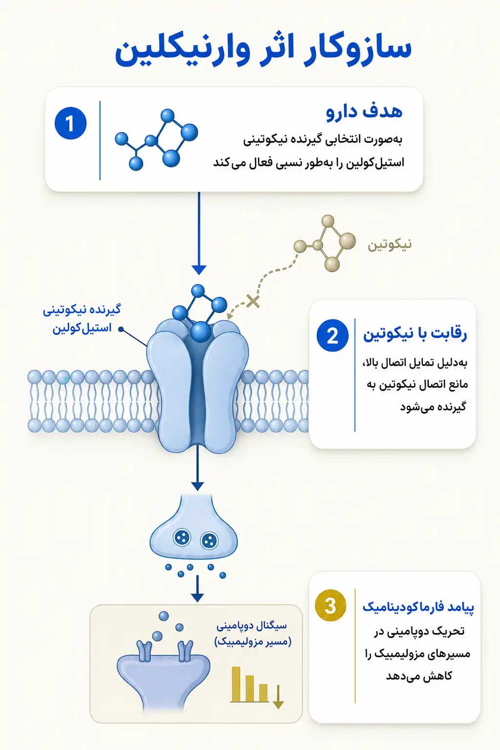 اینفوگرافیک مکانیسم اثر و فارماکودینامیکوارنیکلین