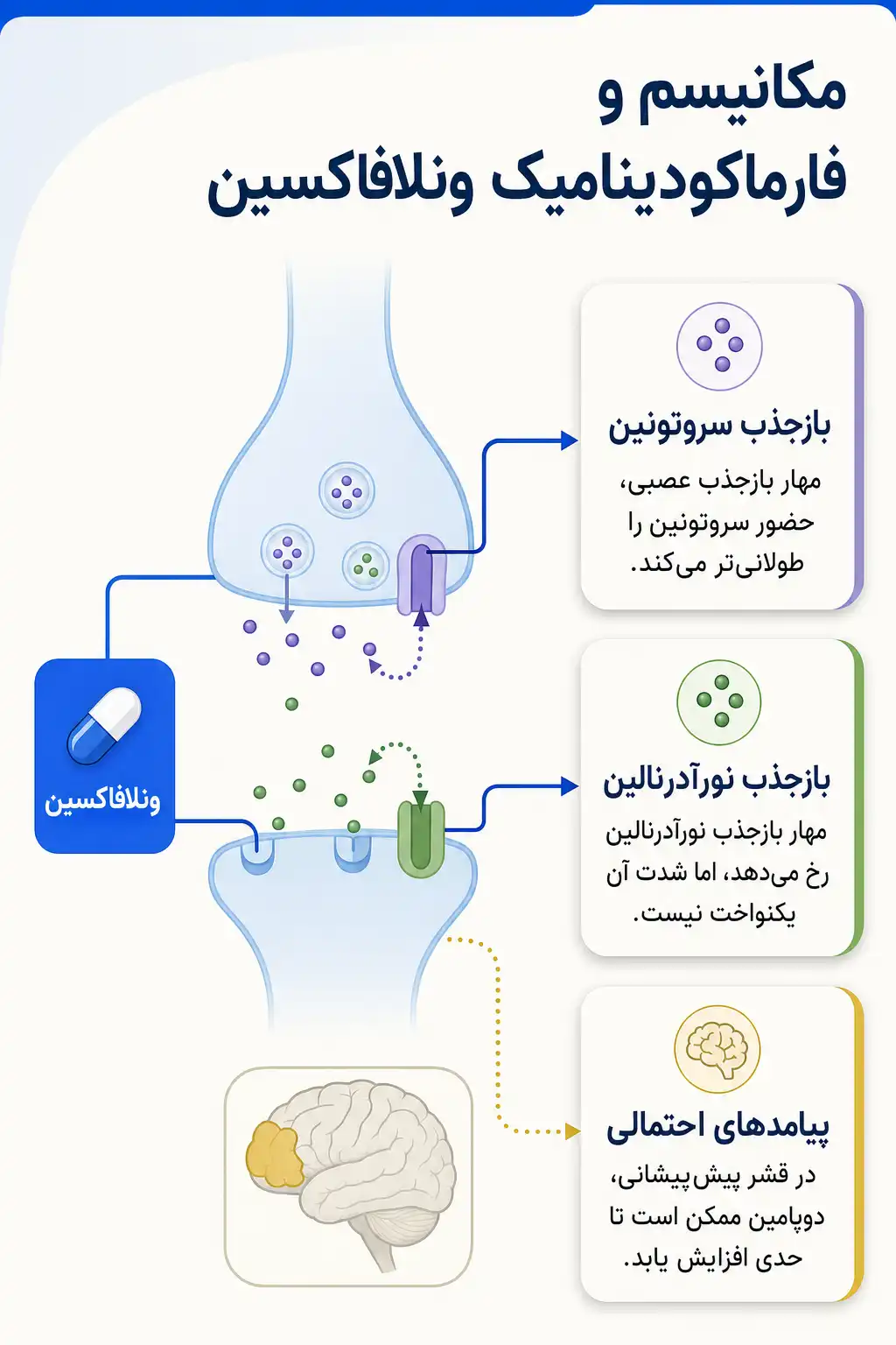 اینفوگرافیک مکانیسم اثر و فارماکودینامیکونلافاکسین